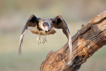 Northern Crested Caracara (Caracara cheriway) jsut taking off, Texas, USA