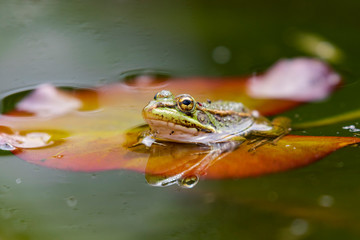 Iberian green frog (Pelophylax perezi), among lily pads. Selective focus