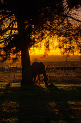 Sunrise at Countryside 