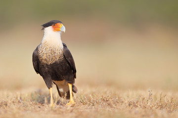 Northern Crested Caracara (Caracara cheriway), Texas, USA