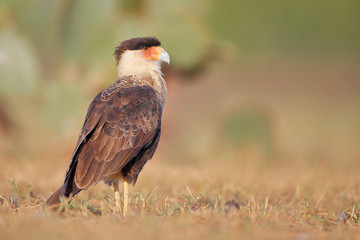 Northern Crested Caracara (Caracara cheriway), Texas, USA