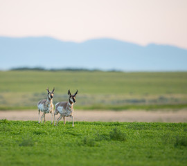 Pronghorn