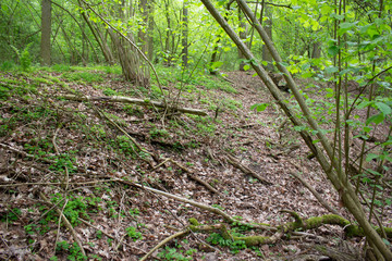 Fototapeta premium Waldgehölz