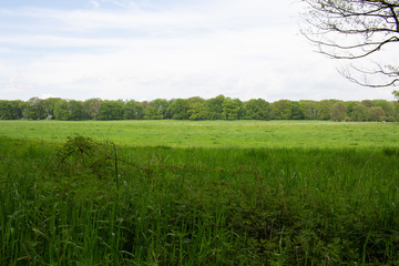 Fototapeta premium Feld halb im Schatten mit Waldhintergrund