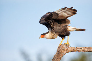 Northern Crested Caracara (Caracara cheriway) taking off, Texas, USA