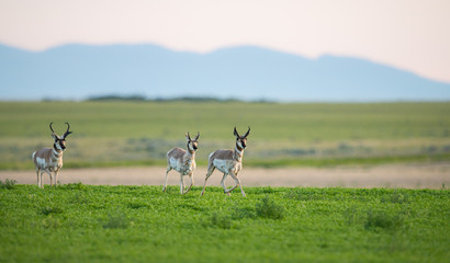 Pronghorn