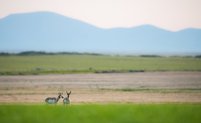 Obraz premium Pronghorn