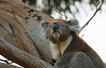 Koala portrait - Kennett River, Victoria, Australia