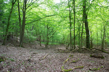Wald bei Sonnenschein