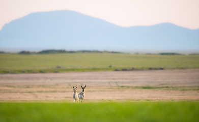 Naklejka premium Pronghorn