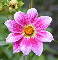 Obraz premium Dahlia