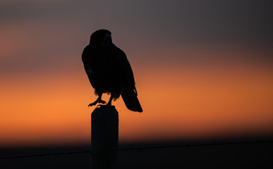 Hawk at sunset