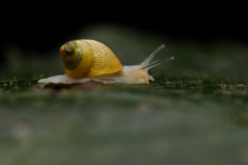 Drymaeus sulphureus on moss tree