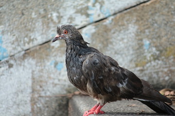 red billed hornbill