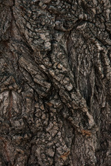 Tree bark texture close up