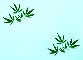 Fototapeta na wymiar Pattern of cannabis on blue background. Botanical design in organic style. Creative copy space.