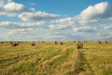 Fototapeta premium Round haystacks in a field in the autumn sunny day against a blue sky with clouds.