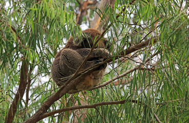 Eucalyptus tree with sleeping Koala - Kennett River, Victoria, Australia
