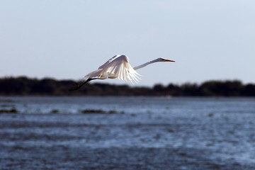 Garça voando sobre o Guaíba