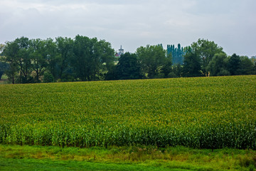 Landscape with corn field near Moresnet, Belgium

