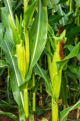 Obraz premium Close up of corn cobs growing 