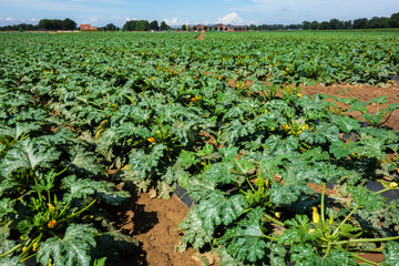 Field with cultivation of zucchini (Cucurbita pepo)
