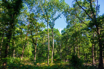 Fototapeta premium Forest scene on a sunny day 