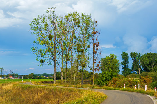 Landscape with trees and mistletoes (Viscum album)
