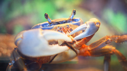 Colorful Cardisoma pet crab in aquarium, extreme close-up. Pet trade, protection, science, education, zoology, carcinology, environmental conservation, underwater © Alex Stemmer