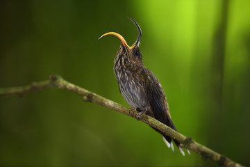 White-tipped sicklebill with open beak on branch