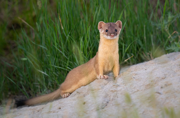 Long tailed weasel - 374189887