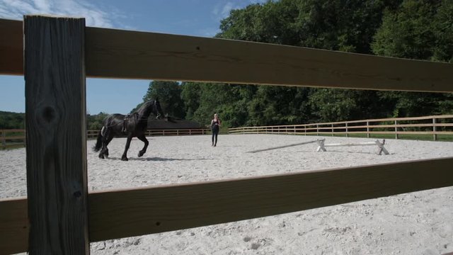 Young woman horse trainer trains Black Horse in outdoor Arena on a longe line