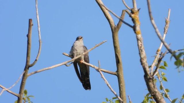 Kuckuck&nbsp;(Cuculus canorus)