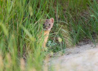 Long tailed weasel