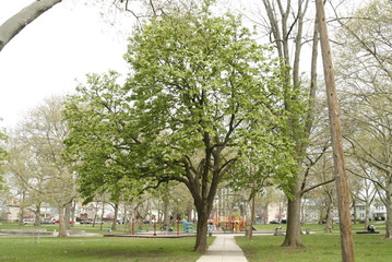 Fototapeta na wymiar spring in the park