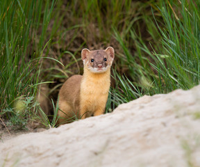 Long tailed weasel