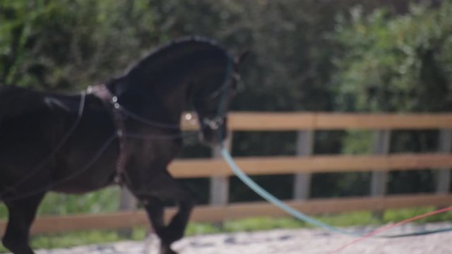 Young woman horse trainer trains Black Horse in outdoor Arena on a longe line
