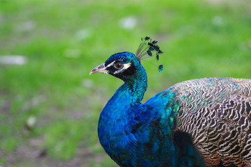Obraz premium peacock with feathers