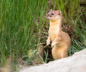Long tailed weasel