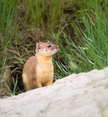 Long tailed weasel