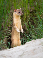Long tailed weasel