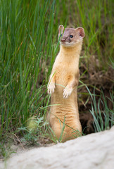 Long tailed weasel