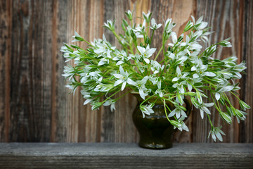Bouquet Ornithogalum umbellatum in a ceramic jug on old wooden background