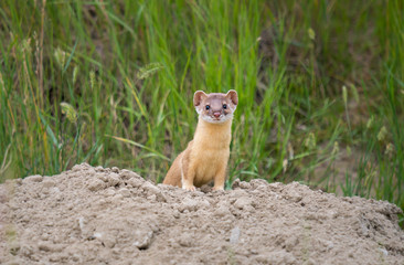 Long tailed weasel
