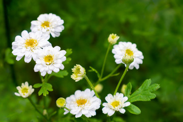Achillea ptarmica, the sneezewort, sneezeweed, bastard pellitory, European pellitory, fair-maid-of-France, goose tongue, sneezewort yarrow, wild pellitory, or white tansy in the green garden  