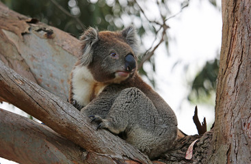 Koala on the tree  - Kennett River, Victoria, Australia