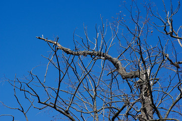 dead tree branches