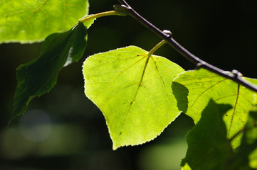 green leaves on a tree