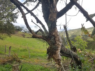 Arbol