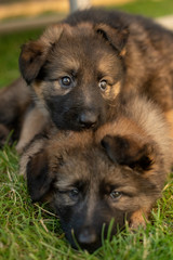 verspielter Schäferhund Welpe 